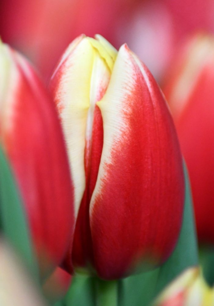 Tulip Trade Event 2020