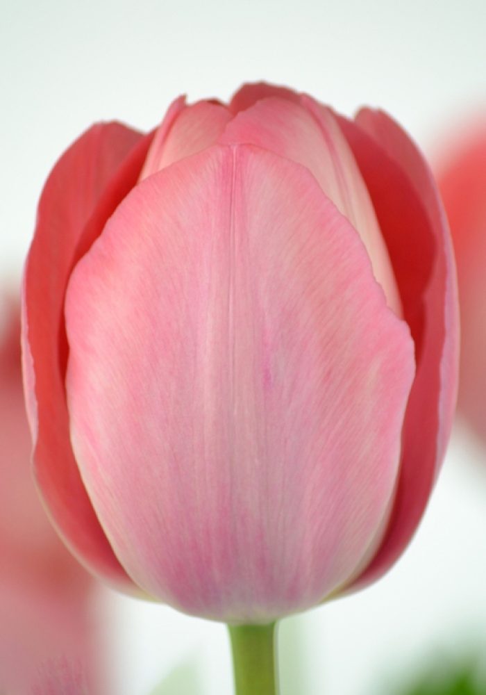 Mystic_van_Eijk_R