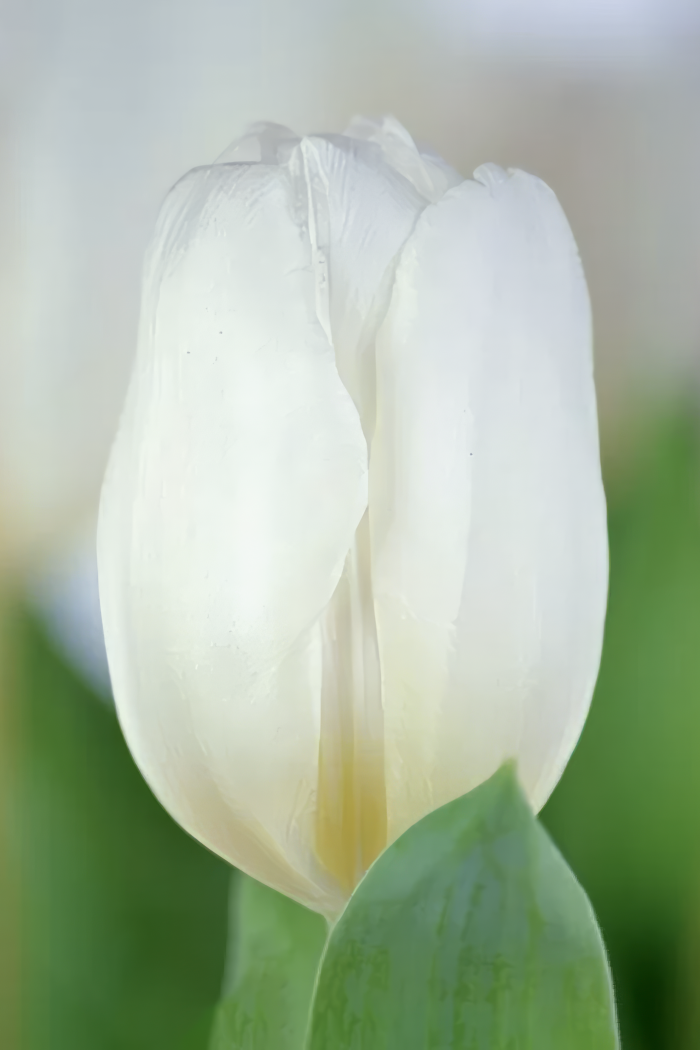 White_prince
