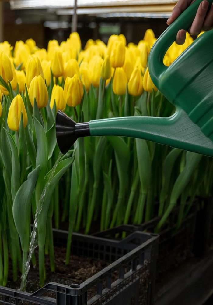 Growing tulips in a greenhouse - crafted manufacture for your celebration. Selected spring flowers in shiny yellow colors. Mother's, woman's day, preparation for holidays, brightful colors. Plants care.
