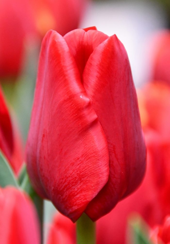 Tulip Trade Event 2020