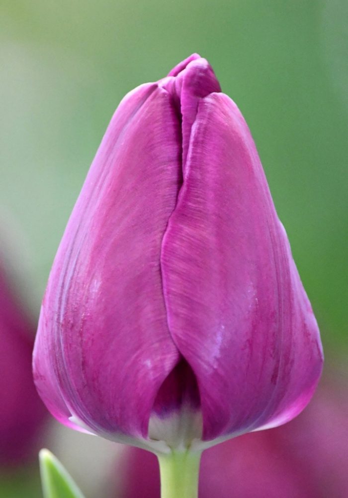 Tulip Trade Event 2020