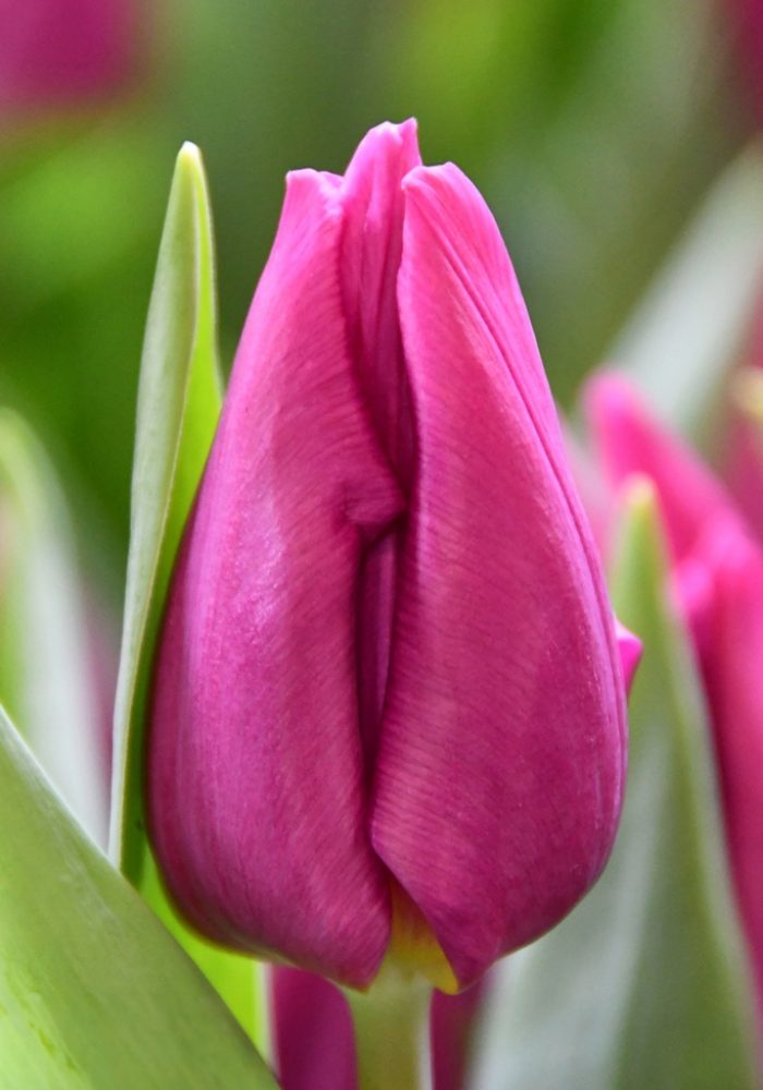 purple_prince
