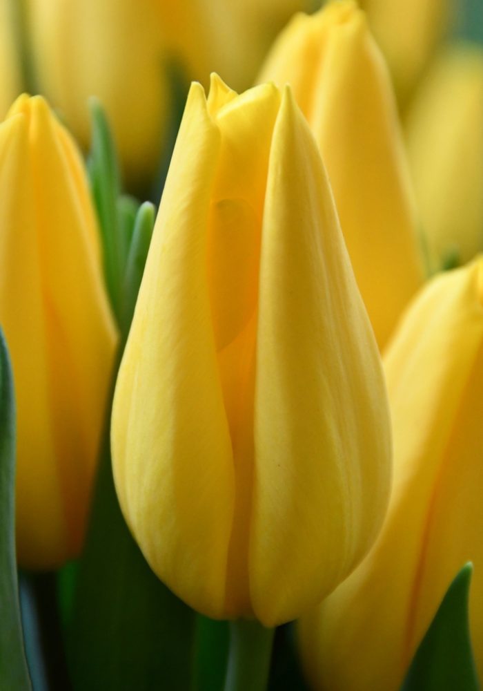 Tulip Trade Event 2020